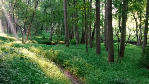 Sun Light Shafts in Forest Stock Footage 137330101