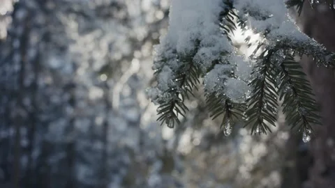 Sun light shine on spruce tree branch snow melt winter flare close up Stock Footage 148500103