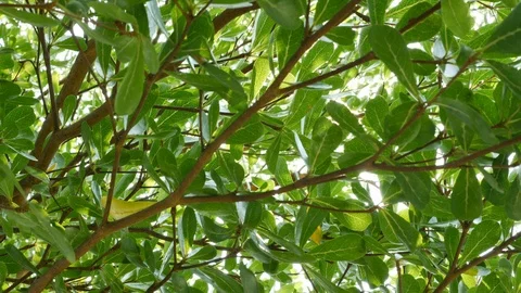 Sun light shine through green tree Stock Footage 90488018