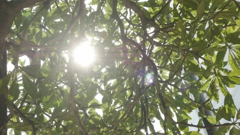 Sun light shine through green tree in the morning day Stock Footage 216468140