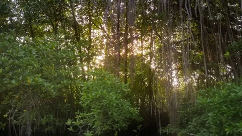 Sun light shines and flickers through dense vegetation of mangrove forest Stock Footage 73980141