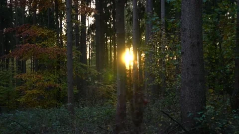 Sun light shines through Trees Stock Footage 142311922