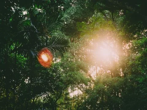 The sun light shines through the trees. Stock Photos