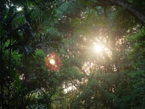 The sun light shines through the trees. Stock Photos