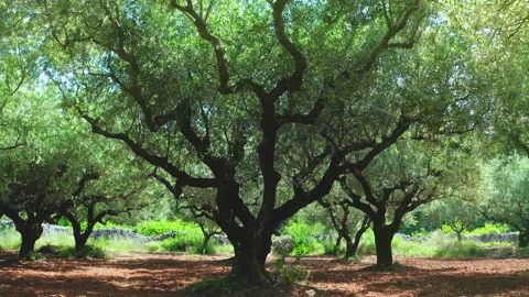 Sun light shines through twisted branches of olive tree Stock Footage 337170454