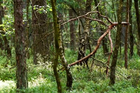 Sun light shining through birches Stock-Fotos
