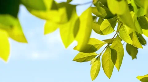 Sun light shining through green leaves as branches sway in the wind with blue Stock Footage 68191193