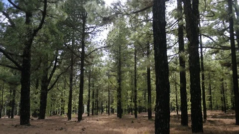 Sun light shining through green needles of a pine tree forest, autumn landscape Stock Footage 95784801