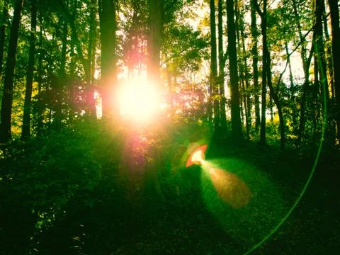 Sun light shining through the green woods Stock Photos