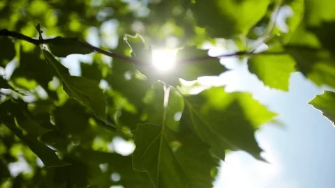 Sun light shining through leaves Video stock 113814286