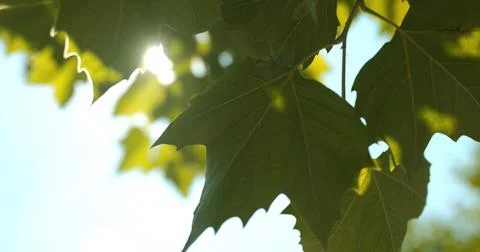 Sun light shining through leaves Stock Photos