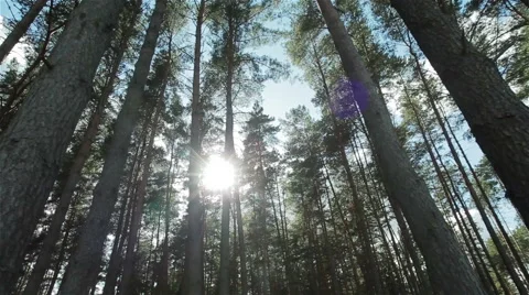 Sun light shining through pine trees branches. Walking through pine forest Stock Footage 62193085