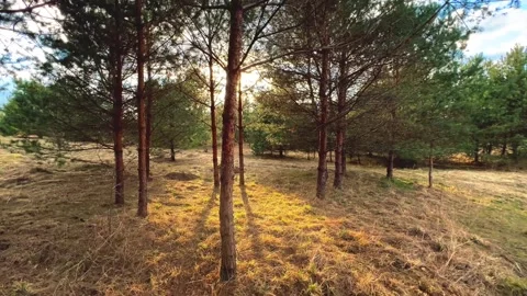 Sun Light Shining Through Pine Trees in Coniferous Forest at Golden Hour Vídeos de archivo 334116181