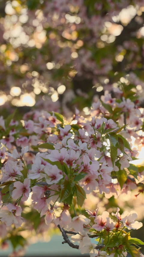 Sun light shining through pink flowers on a sakura branch. Vertical video. Video stock 268125321