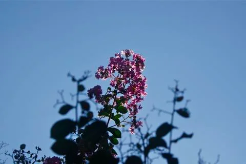 Sun Light Shining Through Pink Crepe Myrtle Flowers Stock Photos