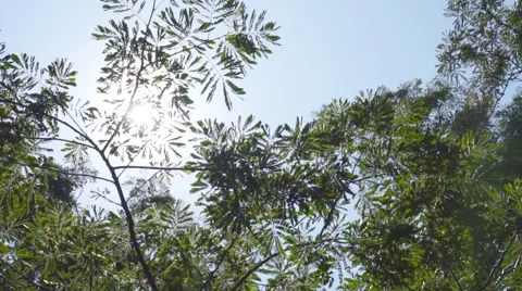 Sun light shining through the tree, pan shot Video stock 49046069