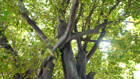 Sun light shining through tree in sunny day, handheld slow-motion  Stock Footage 112391791