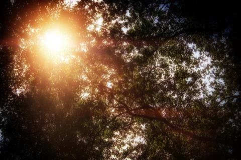 Sun light shining through tree canopy with lens flare stock photo Stock Photos