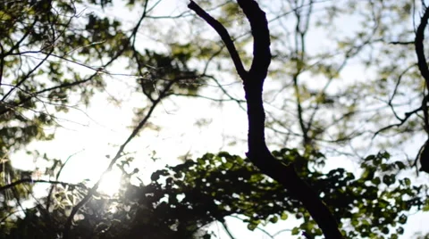 Sun Light Shining Through Trees In Forest Stock Footage 50126774