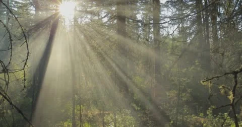 Sun light shining through the trees. Stock Footage 62922770