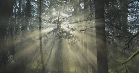 Sun light shining through the trees. Stock Footage 62926494