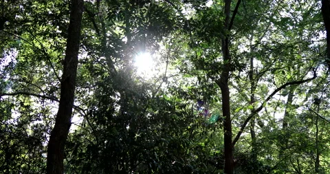 Sun Light Silhouette Vídeos de archivo 132769762