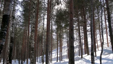 Sun light on the slope with pine woods. Tracking wide shot 库存影片 74992161