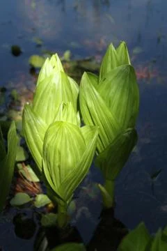 Sun light sneeking through the trees Stock Photos