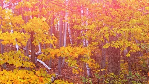 Sun Light Sunset Beautiful Forest Sunset Season, Golden Light Lens Flare Yellow Stock-Footage 84047157