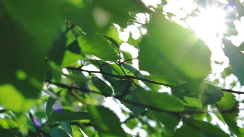 Sun light through the birch tree leaves foliage Stock Footage 105656654