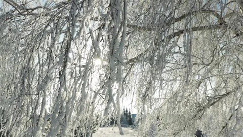 Sun light through the  birch tree branches covered hoar frost and snow Stock Footage 119072808