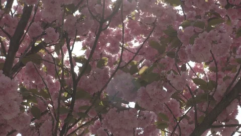Sun light through the blooming pink cherry Trees camera footage Stock Footage 88793903