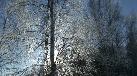 Sun light through branches of birch tree 2 Stock Footage 91748