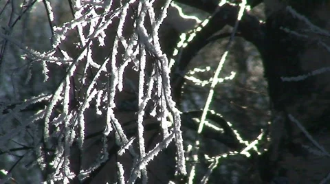 Sun light through branches of birch tree 5 Stock Footage 91761