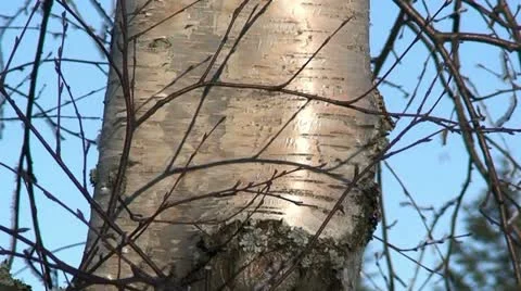 Sun light through branches of birch tree 11 Stock Footage 10868863