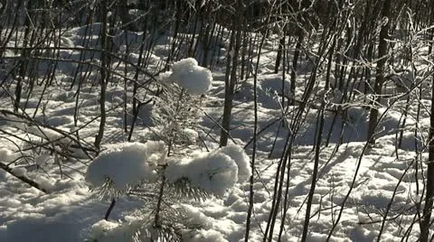 Sun light through branches of birch tree 7 Stock Footage 10894153