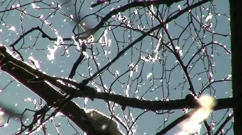 Sun light through branches of birch tree 8 Stock Footage 10894181
