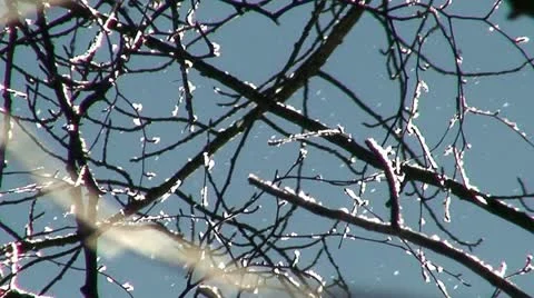Sun light through branches of birch tree 9 Stock Footage 10894215