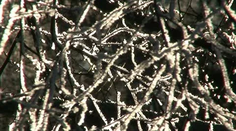 Sun light through branches of birch tree 10 Stock Footage 10894231