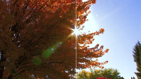 Sun light through Fall tree Stock Footage 999621