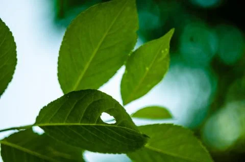 Sun light through the foliage in soft selective focus against background of b Stock Photos