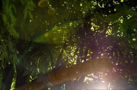 Sun light through the foliage of the trees in soft selective focus against ba Stock Photos