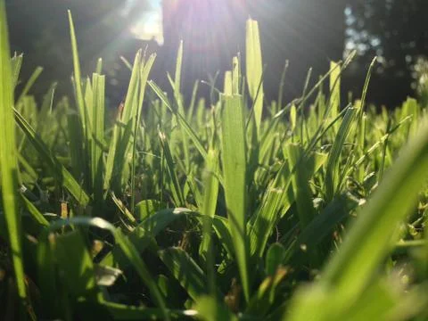 Sun light through the grass Stock Photos