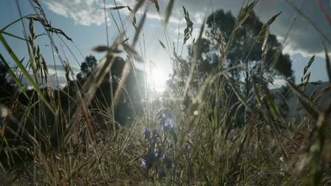 Sun light through grass at sun down Stock Footage 260370019