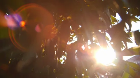 Sun light through green nature tree with beautiful lens flare Stock Footage 90475790