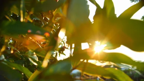 Sun light through green nature tree in the morning Stock Footage 90476152