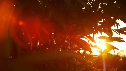 Sun light through green nature tree with beautiful lens flare Stock Footage 93460038