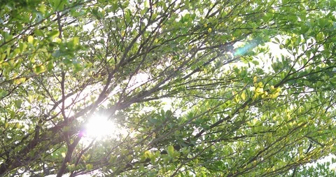 Sun light through green tree Stock Footage 86381513
