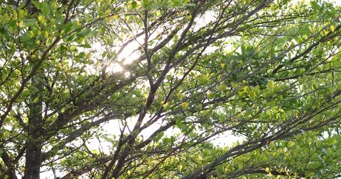Sun light through green tree Stock Footage 86813779