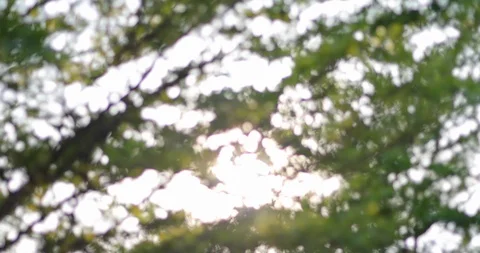 Sun light through green tree in the summertime, shiny bokeh blur defocused scene Stock Footage 86959211